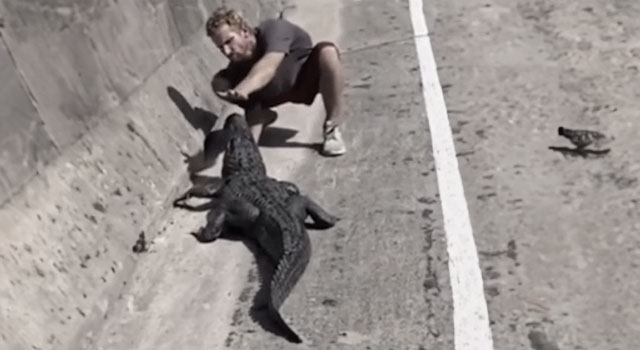 ANIMALS FUCKING HATE US: VOLUME 220